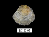 藏品(銀蛤)的圖片